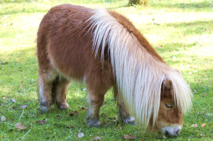 miniature pony